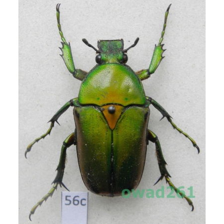 Coelorrhina aurata Westwood, 1841 female Cameroon56c